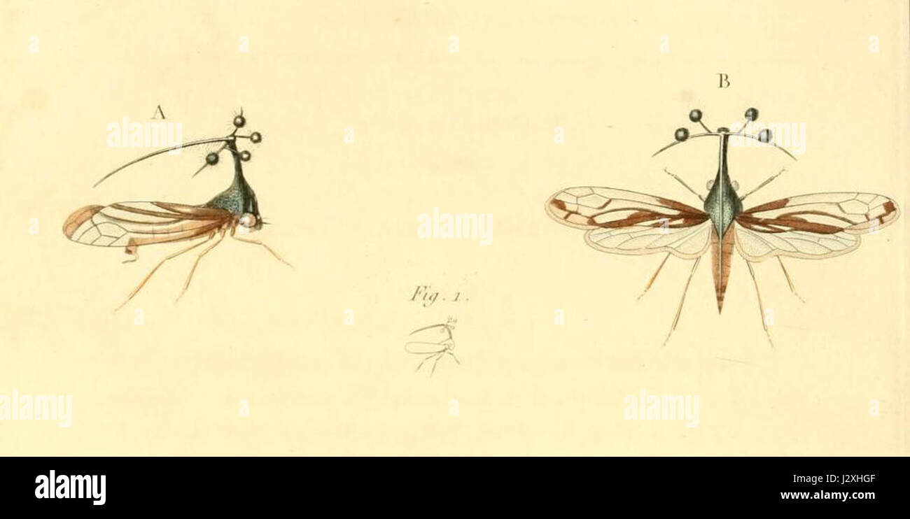 Bocydium tintinnabuliferum è una specie di vespa parassita nota per la sua caratteristica struttura a campana sul suo corpo. È stato descritto per la prima volta nel 1831 e si trova nelle regioni tropicali, giocando un ruolo nei sistemi ecologici. Foto Stock