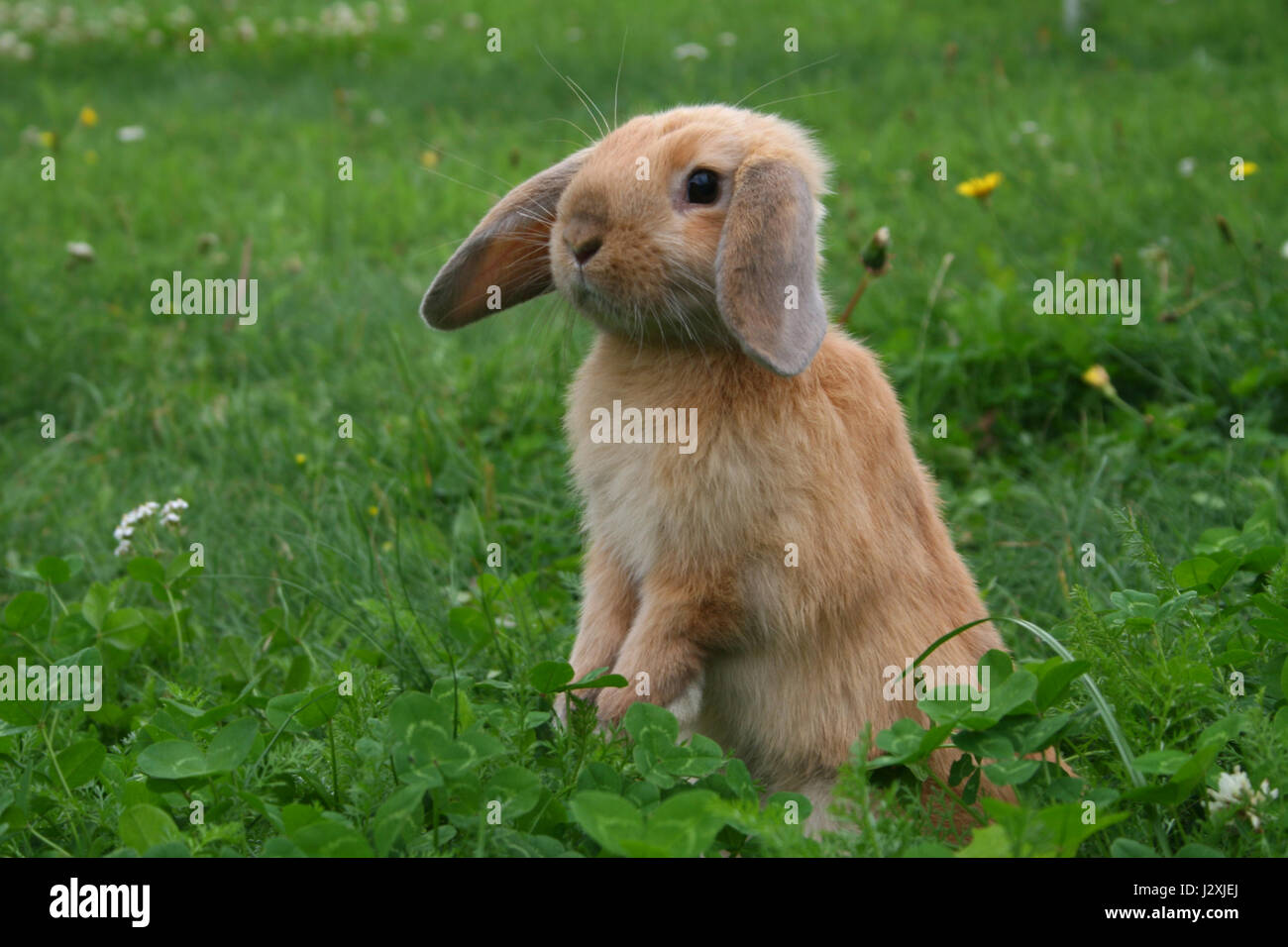 Conigli nani nel prato Foto Stock