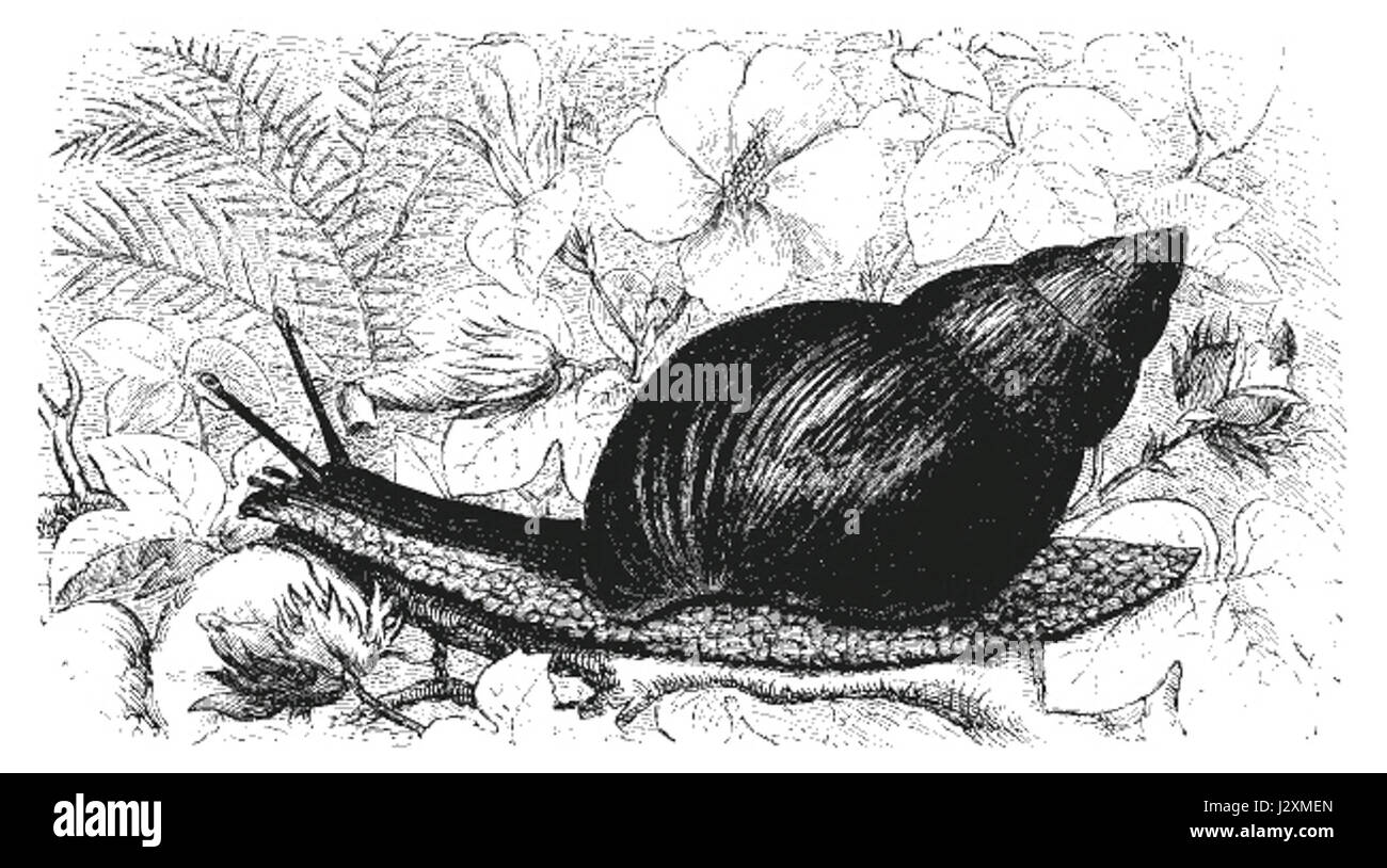 Achatina da Brehm Foto Stock
