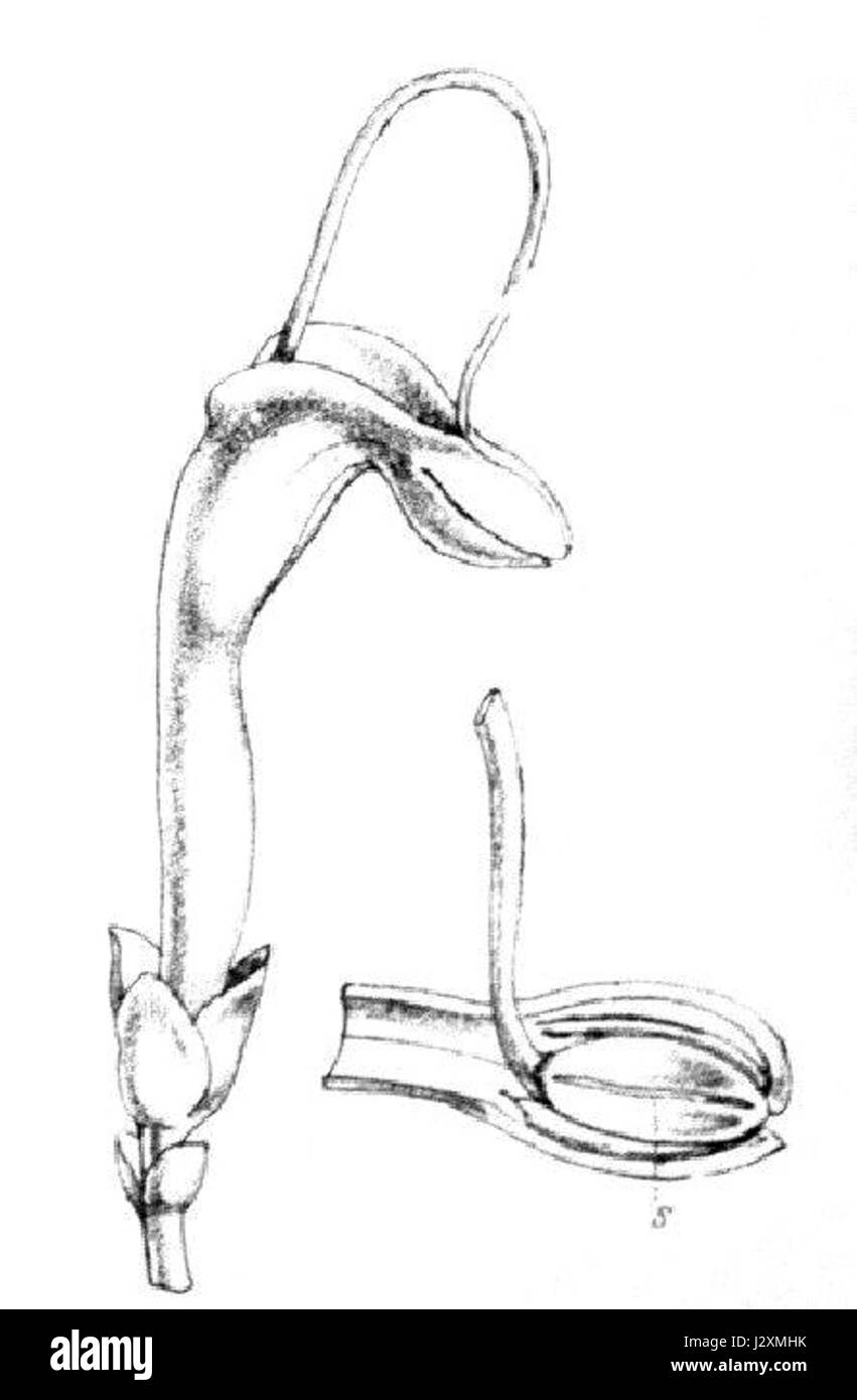 L'Adenanthos obovatus, descritto per la prima volta da Bentham nel 1873, è una specie di pianta in fiore originaria dell'Australia. Conosciuta per i suoi caratteristici fiori tubulari rossi e arancioni, è una specie importante nella flora e nell'ecologia australiana. Foto Stock