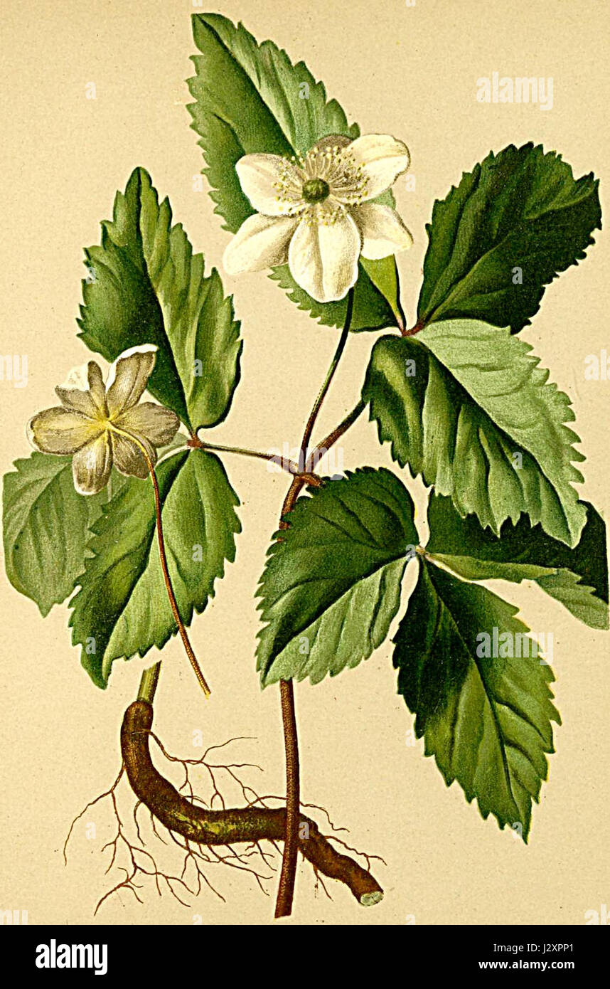 L'Anemone trifolia è una specie di pianta fiorita presente nelle regioni alpine, raffigurata nell'Atlante Alpenflora, che mostra il suo habitat naturale e le sue caratteristiche botaniche. Foto Stock