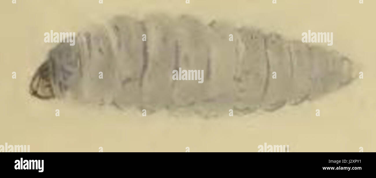 La larva Apodia bifractella è la prima fase di vita di una specie di falena nota per il suo aspetto distintivo. Questa immagine mostra la forma larvale, enfatizzando le sue caratteristiche e il ruolo nel ciclo di vita dell'insetto. Foto Stock