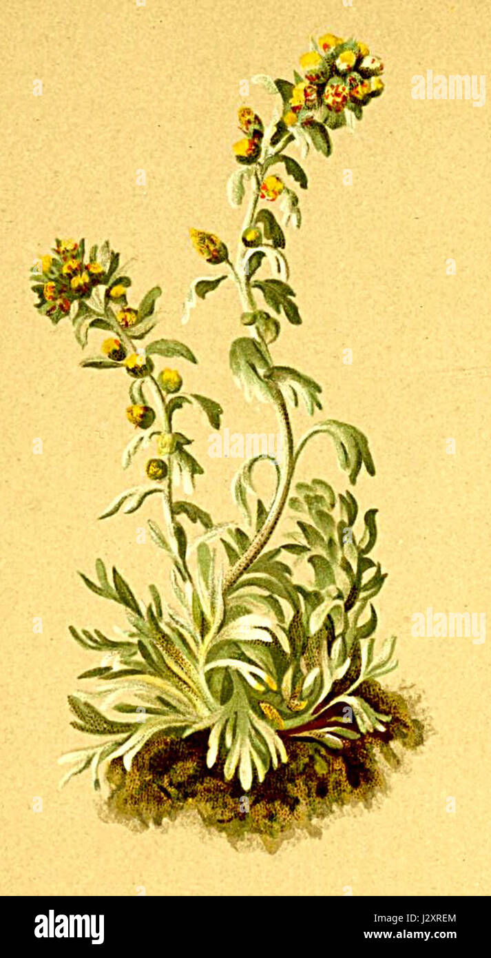 Artemisia spicata, una specie di pianta trovata nelle Alpi, è documentata nell'Atlante Alpenflora. Questa erba è nota per la sua presenza negli ecosistemi alpini, utilizzati storicamente per scopi medicinali e parte della flora della regione. Foto Stock