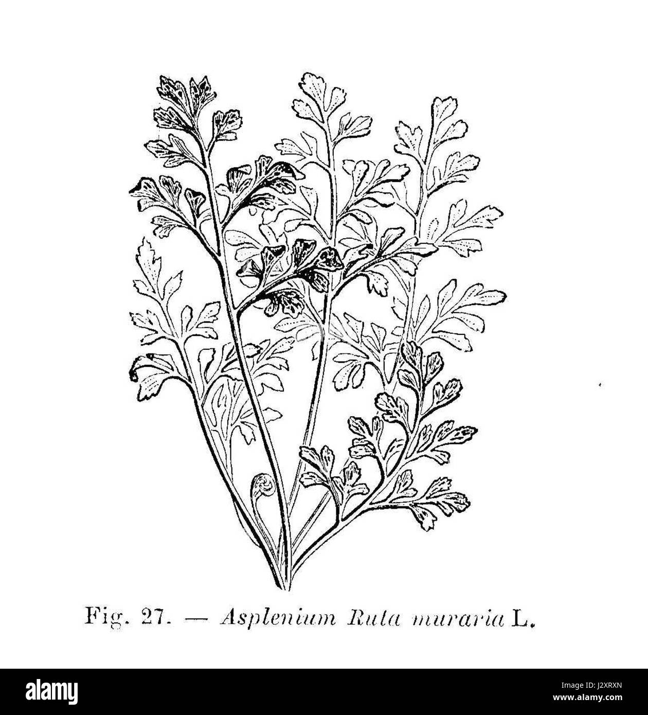 Asplenium ruta muraria (dessin) Foto Stock