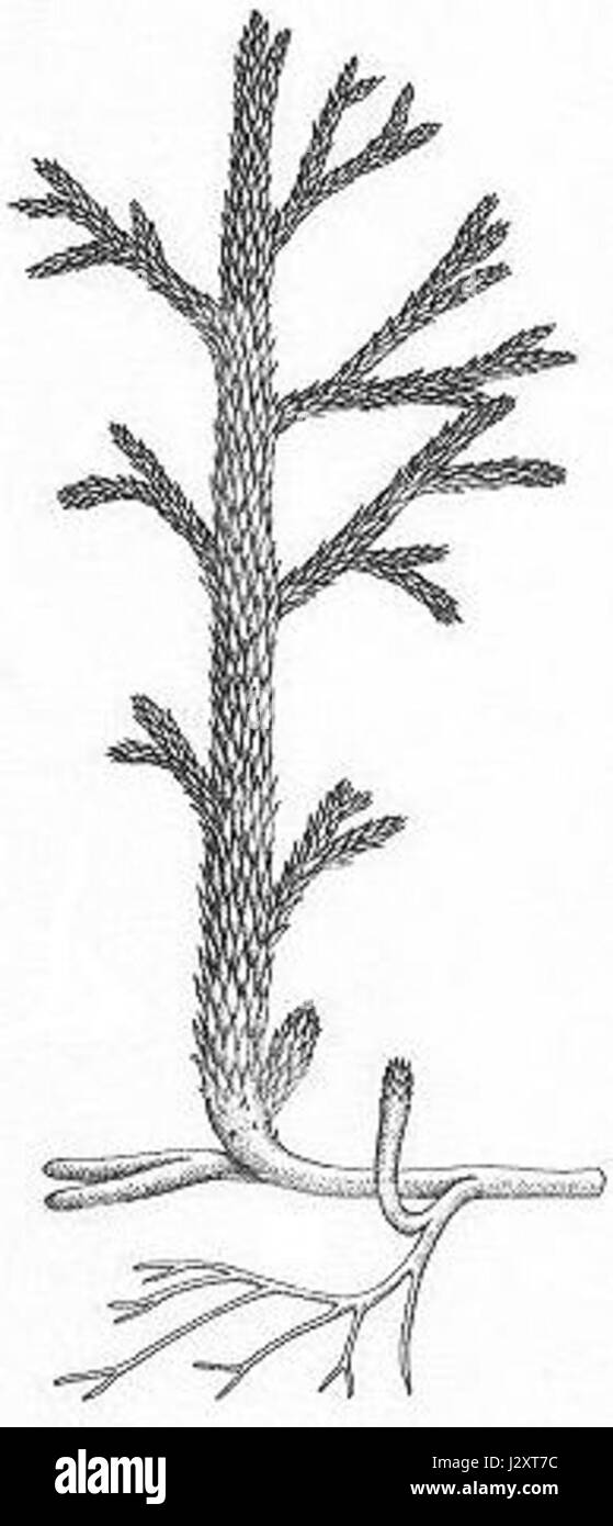 L'asteroxylon è un genere estinto di piante vascolari precoci, notevole per il suo ruolo nel periodo Devoniano come una delle prime piante a mostrare tessuto vascolare, contribuendo all'evoluzione delle piante terrestri. Foto Stock