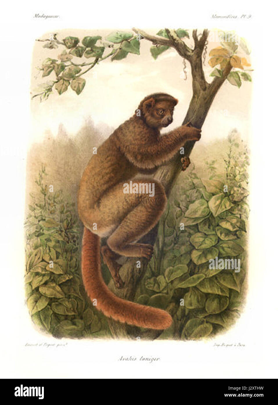 "Avahi laniger Grandidier" si riferisce a una rappresentazione del lemure lanoso orientale, un primate notturno originario del Madagascar orientale, noto per la sua pelliccia densa e lanuginosa e i grandi occhi. Foto Stock