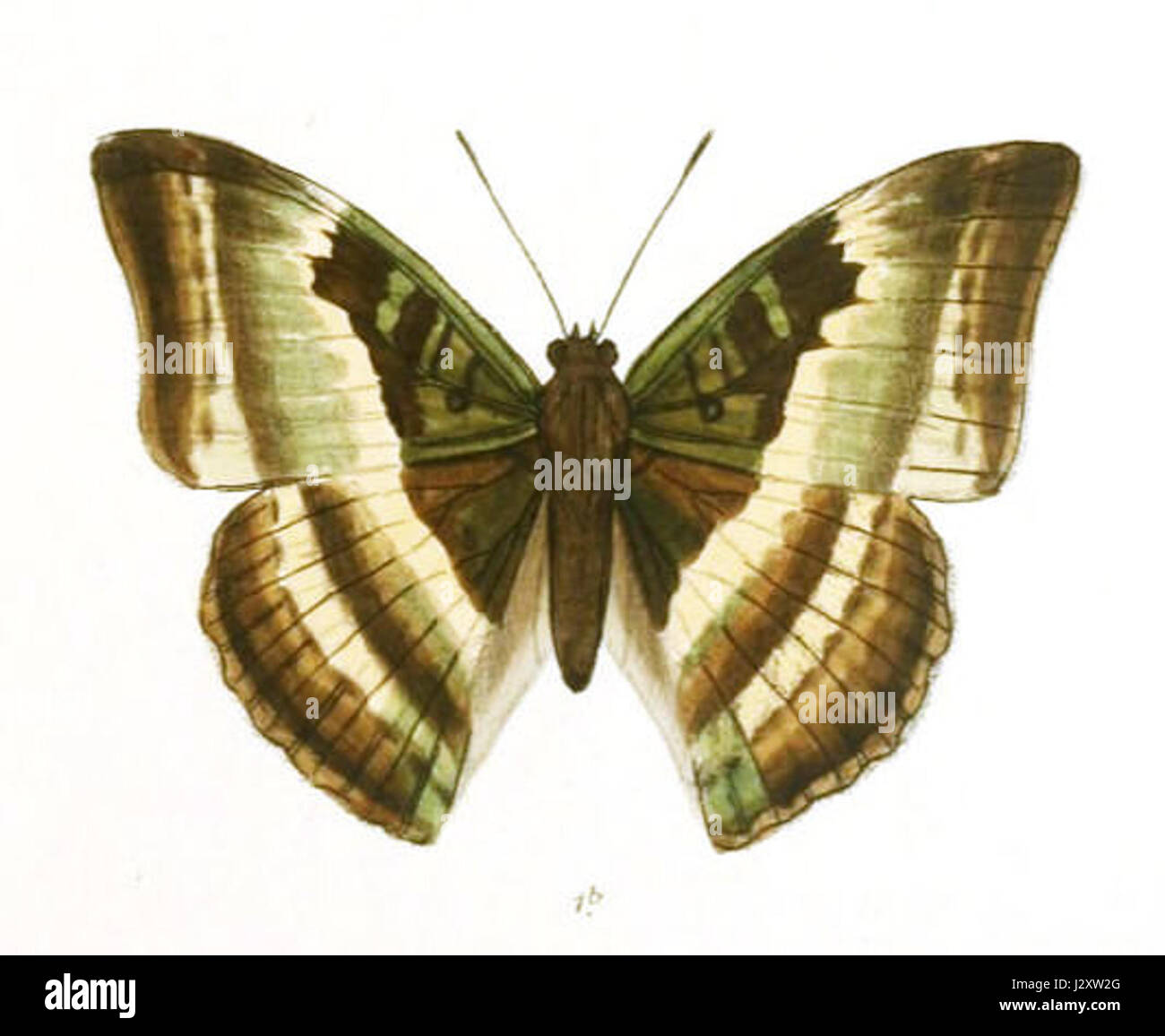 Auzakia Danava è una creatura della mitologia, specificamente associata ad alcune tradizioni mitologiche dell'Asia meridionale. Il termine "Danava" si riferisce a un tipo di demone o di essere divino, spesso raffigurato con tratti soprannaturali e associato a vari racconti mitologici. Foto Stock