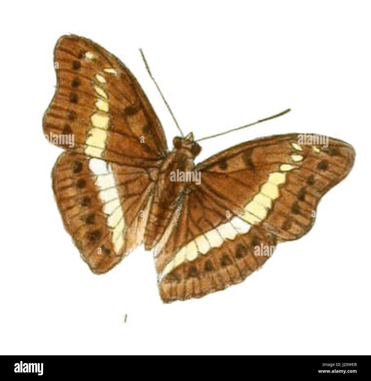 Questa fotografia del 1967 mostra una nave o una nave di nome Bassarona, probabilmente una nave storica della metà del XX secolo. La fotografia offre uno sguardo sulla storia marittima, catturando un momento della vita operativa della nave. Foto Stock