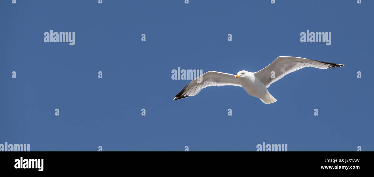 Seagull in volo Foto Stock