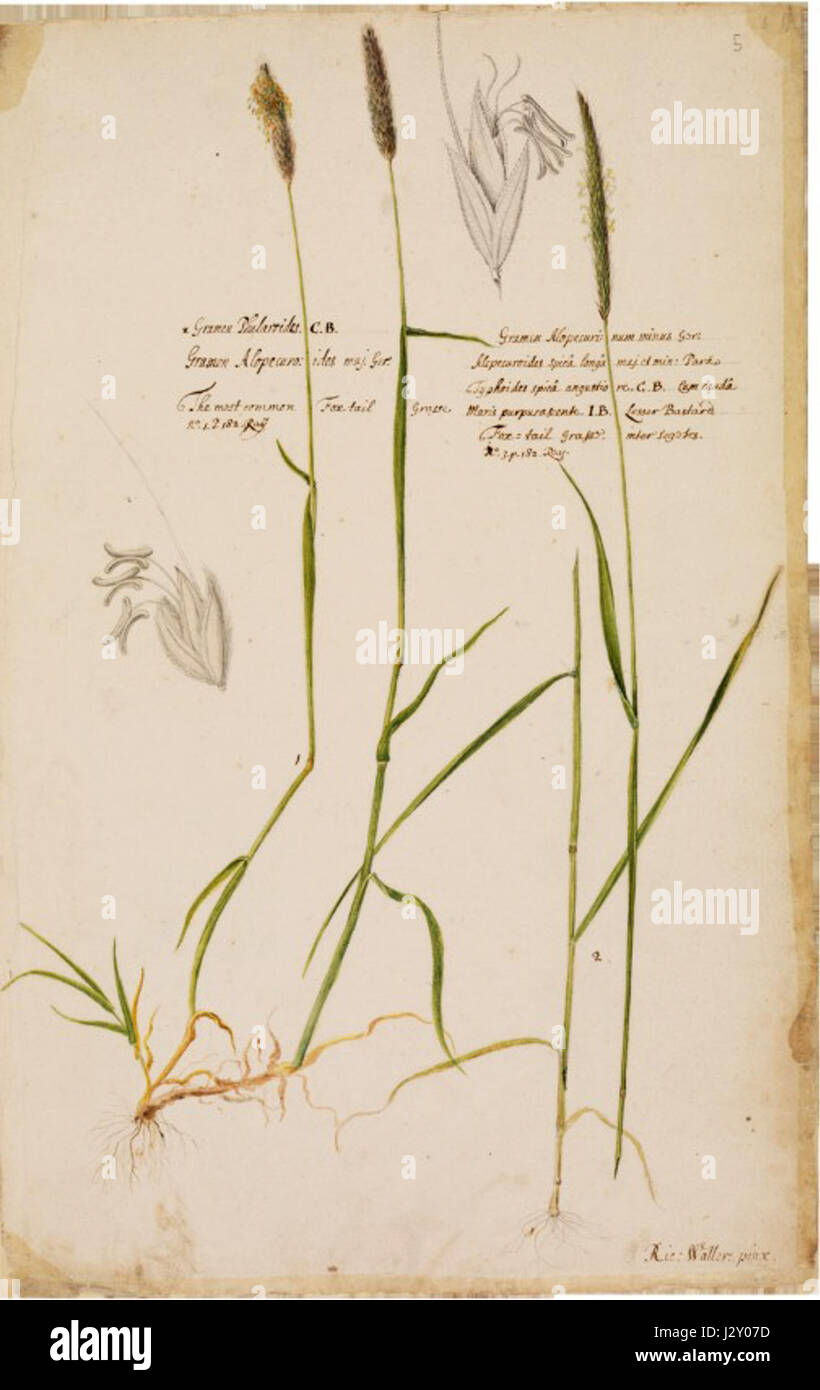 "British Grasses and Wild Flowers" è un riferimento botanico o una pubblicazione che si concentra sulla varietà di erbe e fiori selvatici originari della Gran Bretagna, evidenziandone l'importanza ecologica. Foto Stock