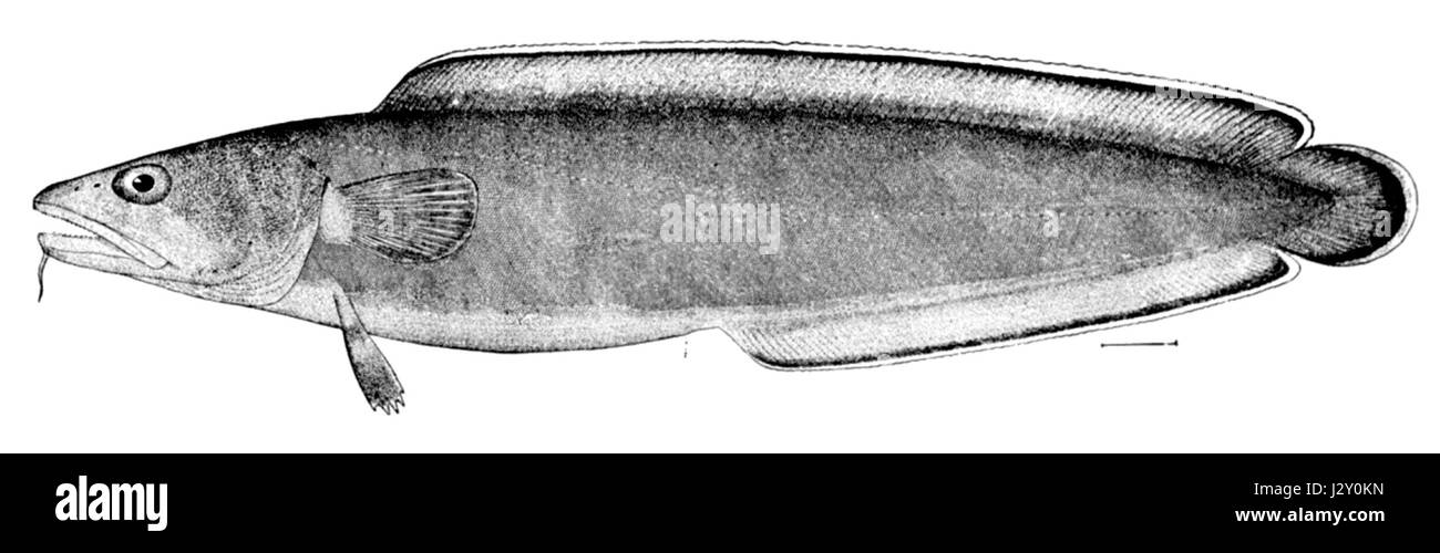 Brosme brosme Foto Stock