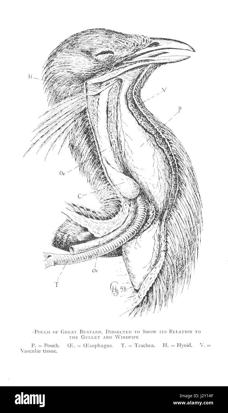 Il sacchetto Bustard è un oggetto tradizionale, spesso associato ad usi storici o culturali, possibilmente in contesti europei o asiatici. Il suo design e la sua funzione sono radicati in pratiche culturali specifiche che comportano lo stoccaggio o il trasporto di piccoli oggetti. Foto Stock