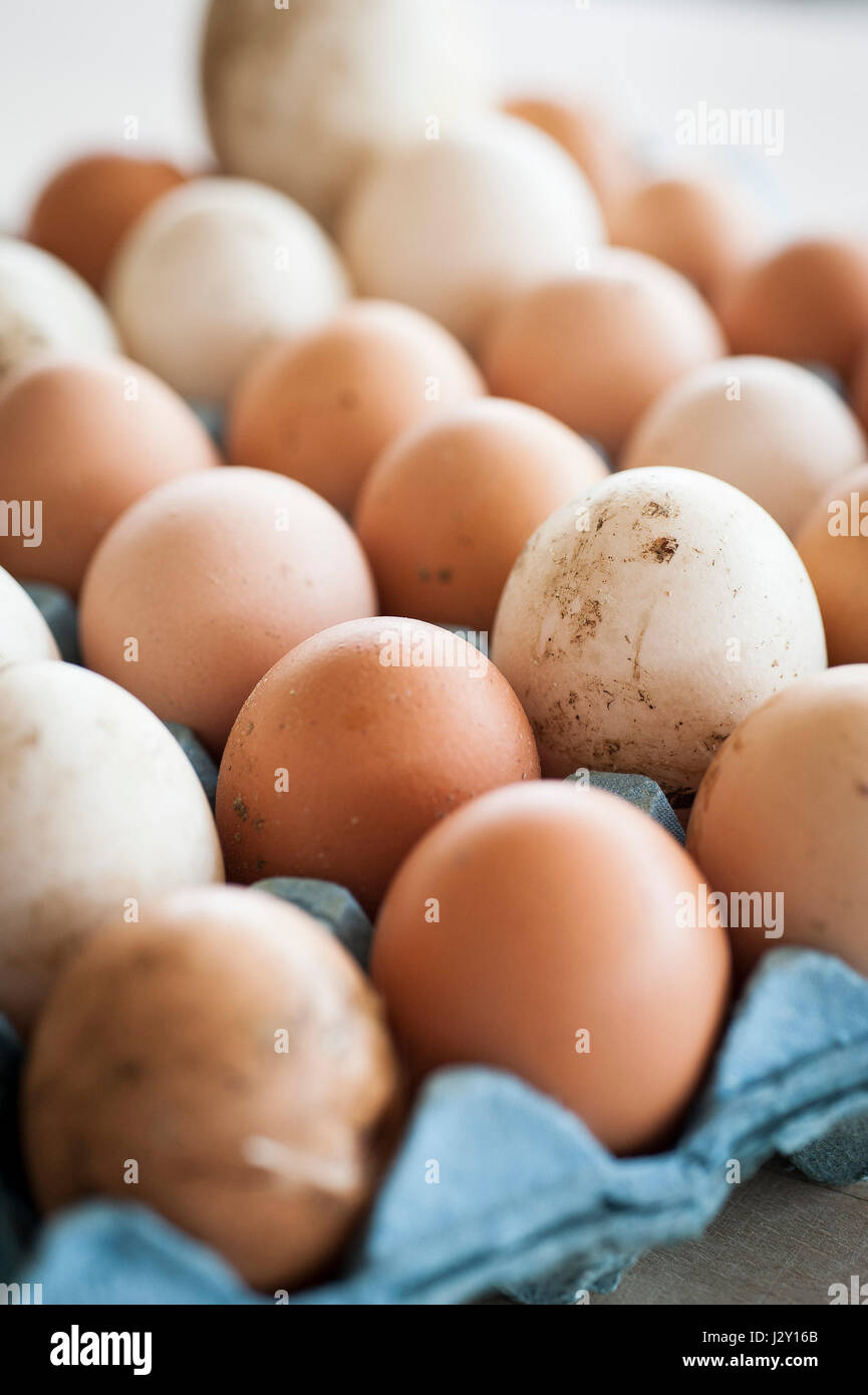 Un vassoio di molto fresco uova lavate i serbatoi naturali di origine naturale della proteina libera la gamma delle uova a guscio di uovo organico dei gusci Foto Stock