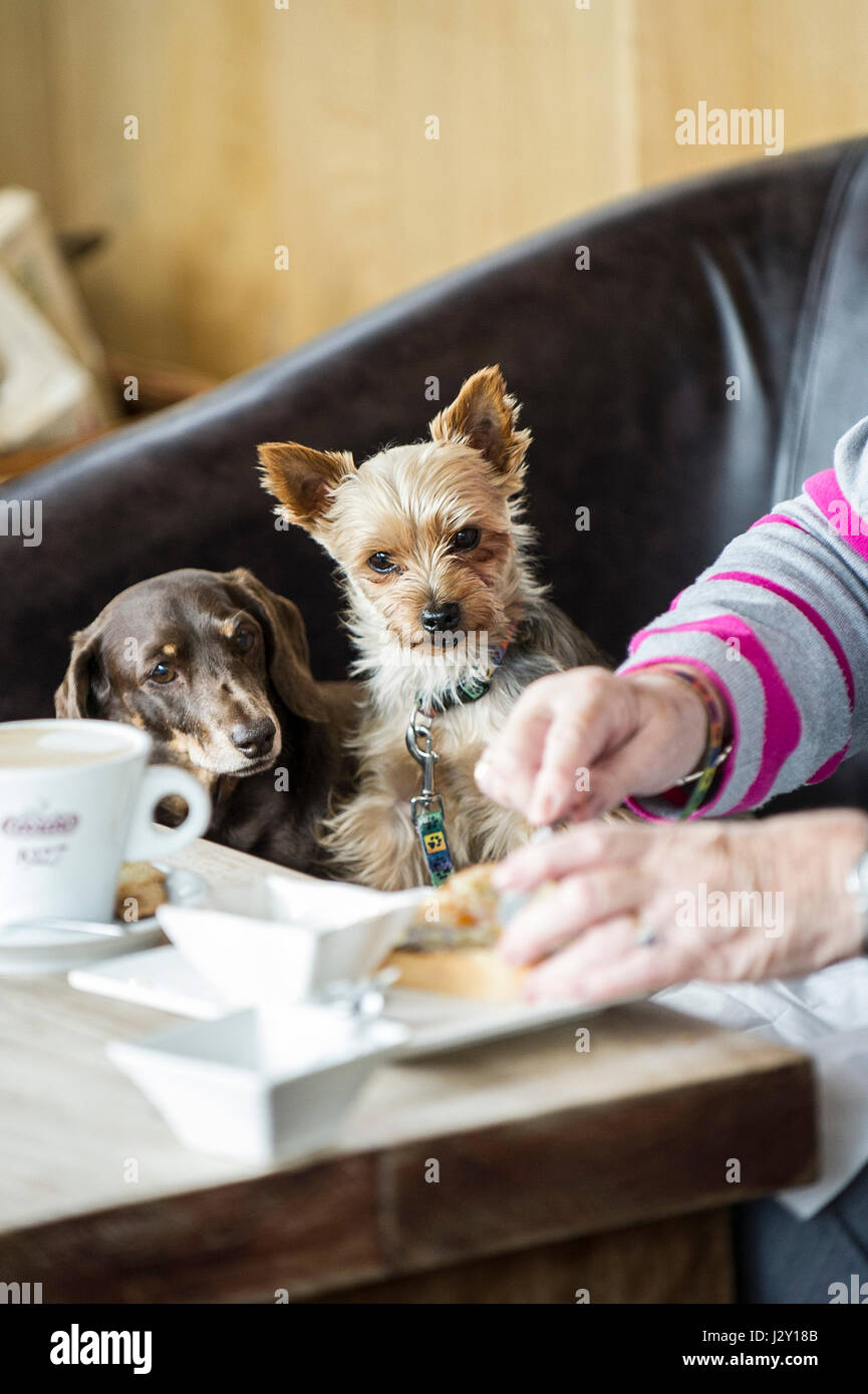 Due cani di piccola taglia a guardare il loro proprietario intento a mangiare cibo Animali Domestici osservando attentamente concentrando affamati di concentrazione sperando di speranza Foto Stock