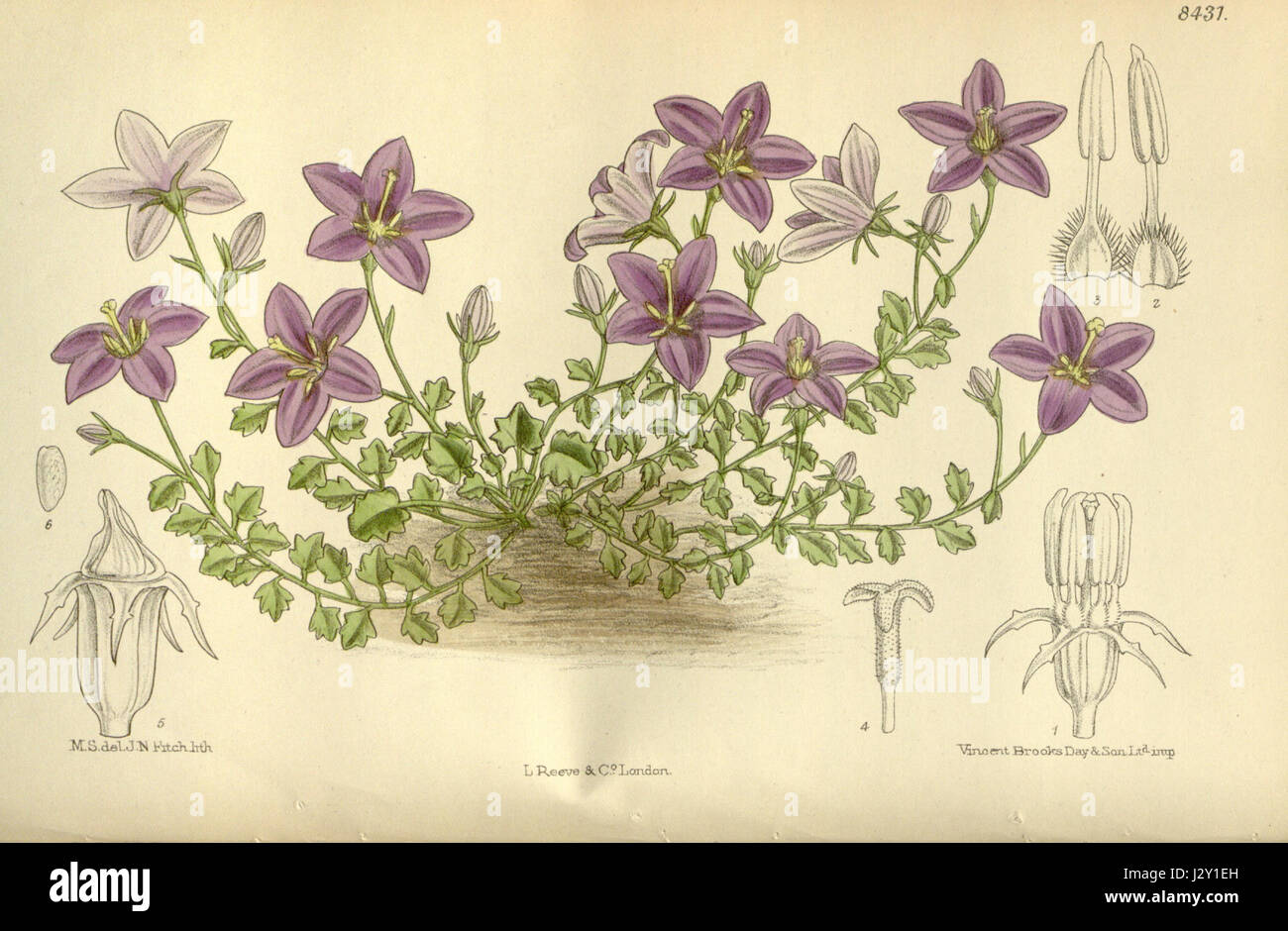 La Campanula arvatica è una specie di pianta fiorita della famiglia dei campanelli, nota per la sua presenza nelle zone alpine e rocciose. La varietà specifica 138-843 si riferisce a una particolare classificazione o cultivar della specie, probabilmente presente in ambienti freddi e montani. Foto Stock