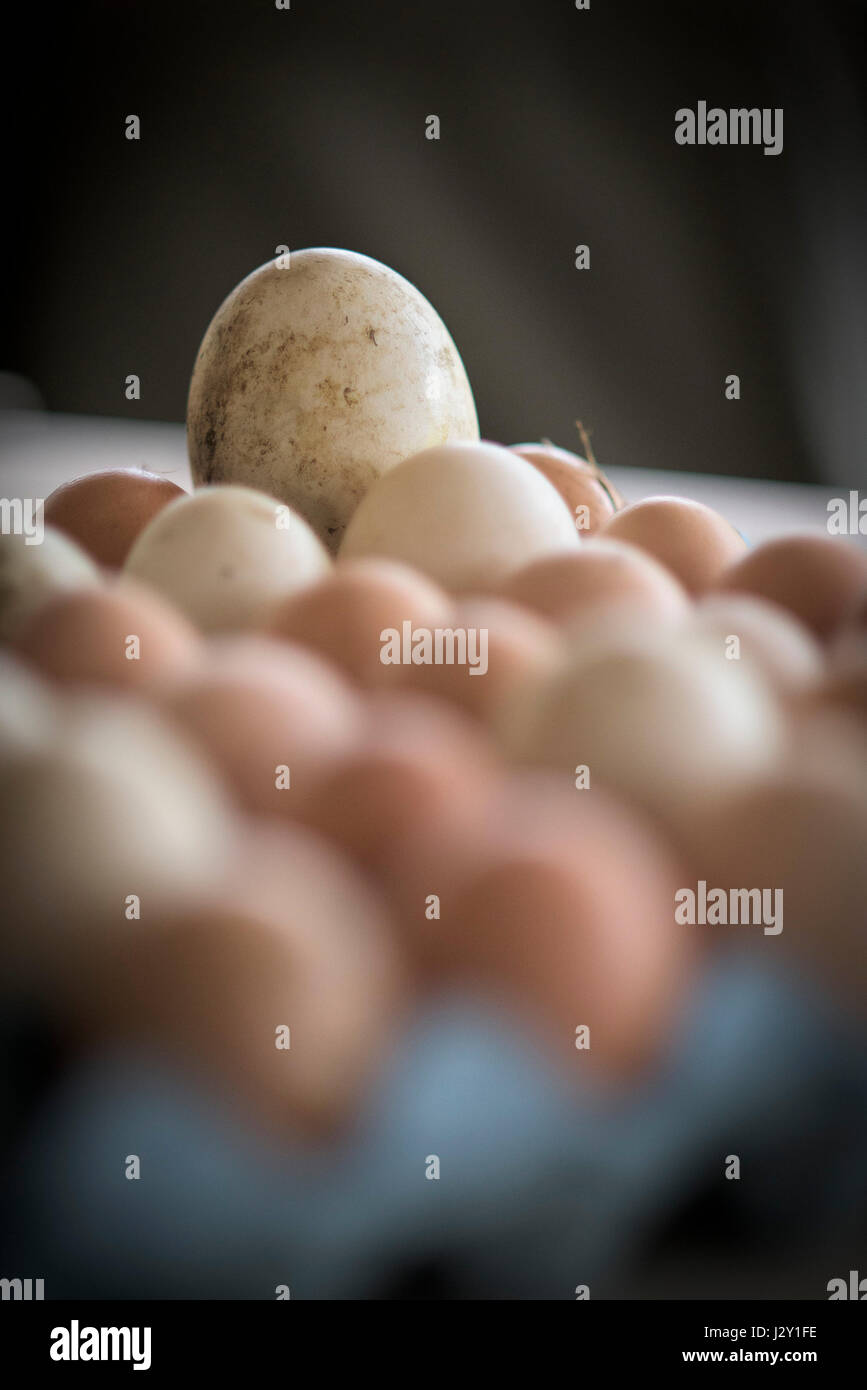 Un fresco Uova di oca tra un vassoio di uova di pollo gusci uovo grande natura naturale fonte di proteina libera la gamma delle uova a guscio di uovo organico Foto Stock