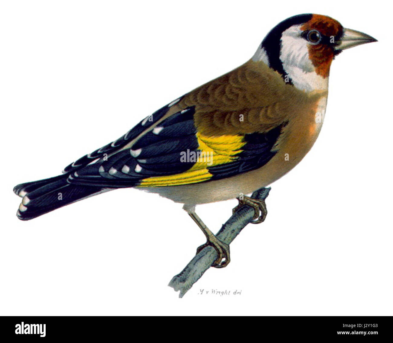 Carduelis carduelis 2 Foto Stock