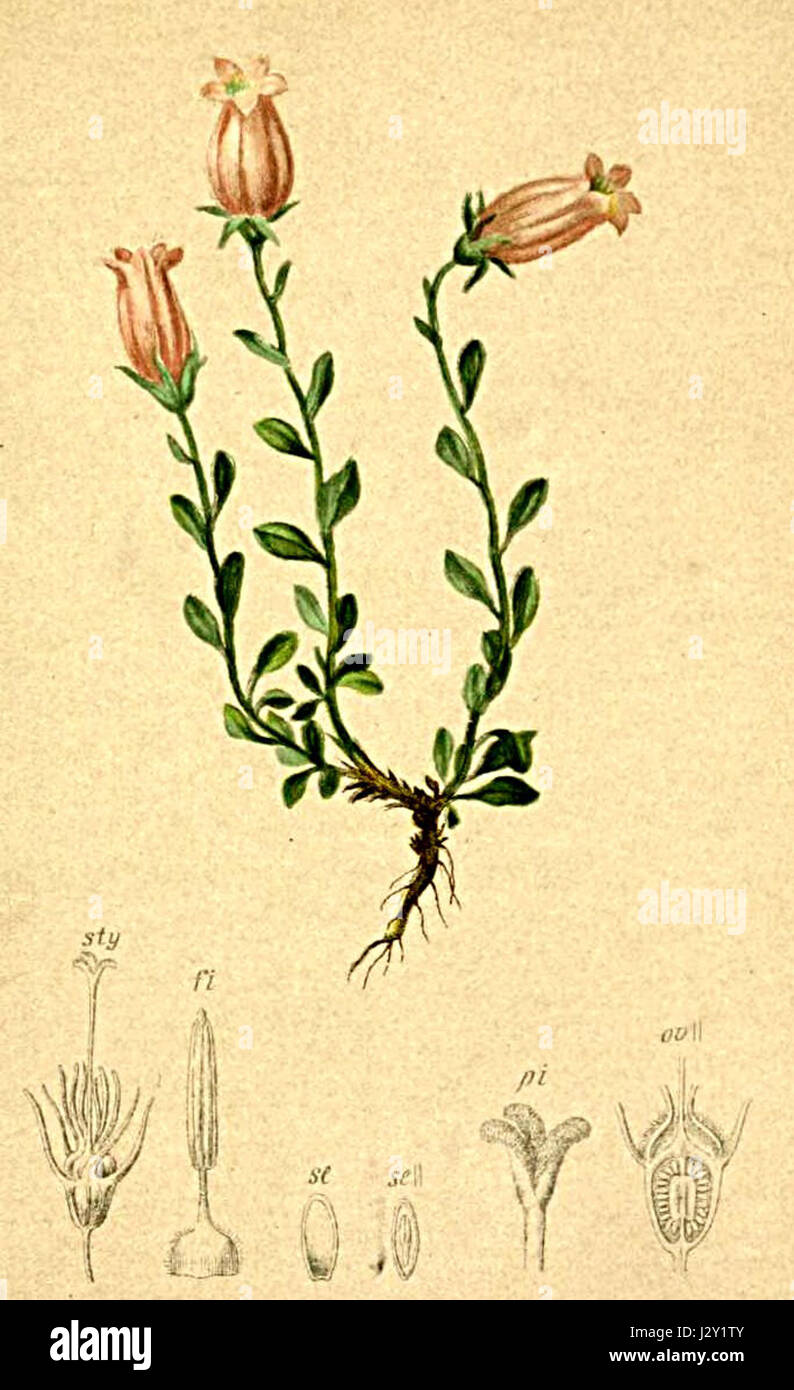 Campanula zoysiana è una specie di fiori di campanello originaria delle Alpi. Si caratterizza per i suoi vibranti fiori blu ed è una specie importante negli studi della flora alpina. Foto Stock