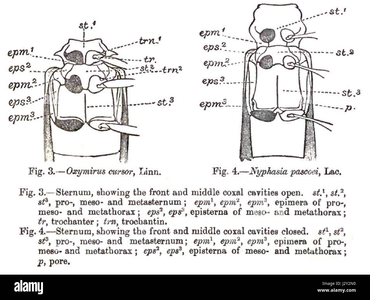 CerambycidThoraxTerms Foto Stock