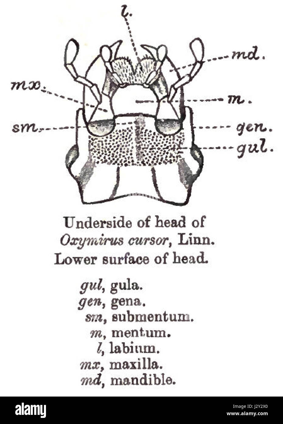 "CerambycidHeadTerms2" si riferisce probabilmente a un riferimento scientifico relativo allo studio dei coleotteri cerambicidali. Questi coleotteri sono noti per le loro lunghe antenne e sono significativi nell'entomologia. Il riferimento può riguardare termini anatomici o studi riguardanti la testa o caratteristiche specifiche. Foto Stock