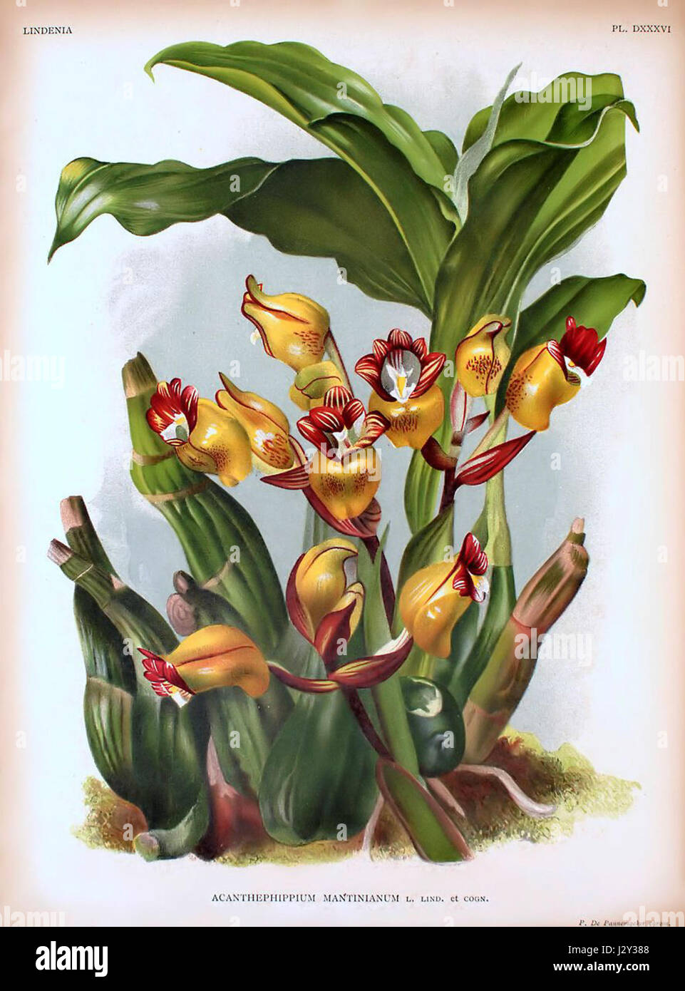 Acanthephippium mantinianum - Lindenia - piastra 536 Foto Stock