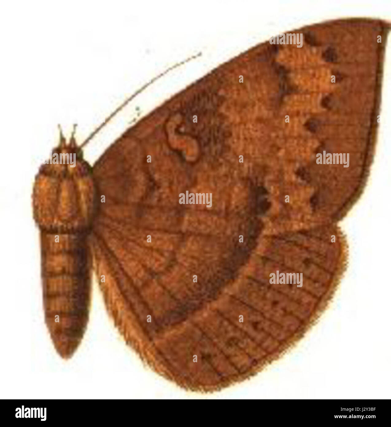 Agonista ciliata è una specie di ragno che si trova in varie parti del mondo. La femmina di questa specie è identificata da caratteristiche distintive, tra cui la struttura del corpo e la disposizione della seta. Foto Stock