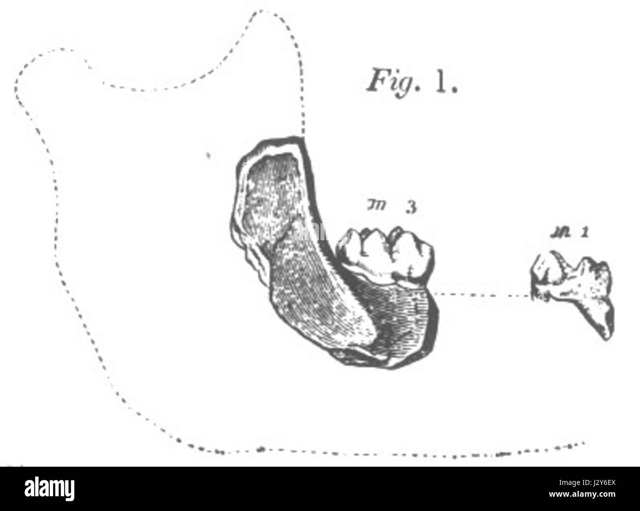 BMNH M16336 Foto Stock