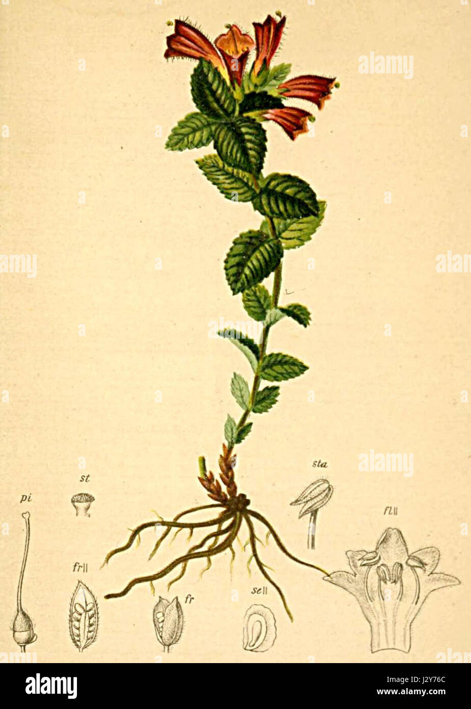 La Bartsia alpina è una specie di pianta fiorita che si trova nelle Alpi, presente nell'Atlante Alpenflora. È conosciuta per i suoi vibranti fiori viola e il suo habitat alpino, che spesso cresce in ambienti rocciosi ad alta quota. Foto Stock