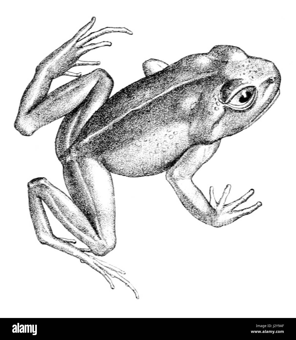 Alsodes monticola è una specie di rana che si trova nelle regioni montuose del Cile centrale. Questo anfibio è noto per le sue caratteristiche distintive, tra cui le sue preferenze di habitat e le caratteristiche biologiche uniche che lo aiutano a prosperare in ambienti ad alta quota. Foto Stock