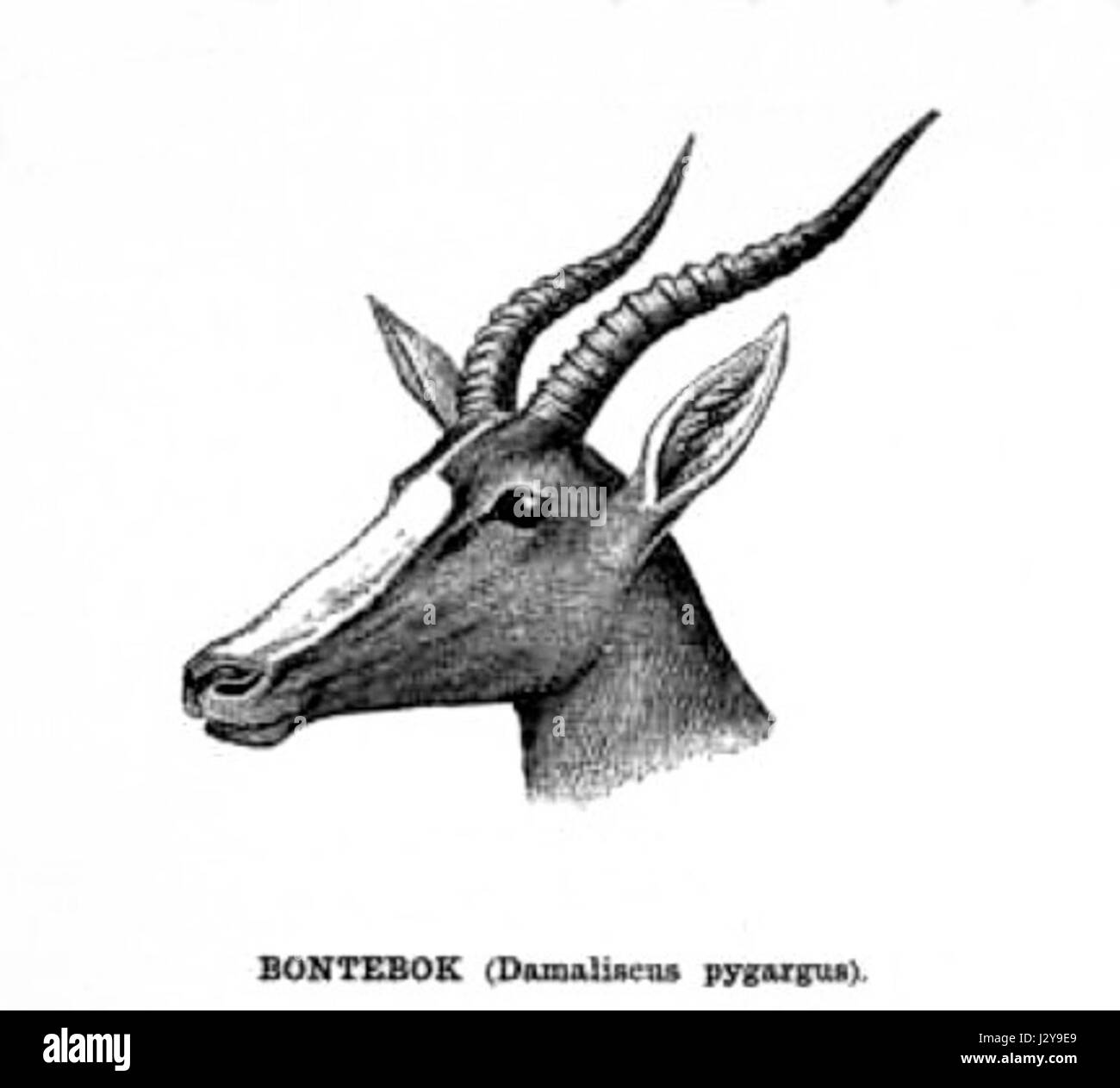Il Bontebok è una specie di antilope originaria del Sudafrica, riconosciuta per le sue distintive marcature bianche sulle gambe e sul viso. Si trova principalmente in aree protette. Foto Stock