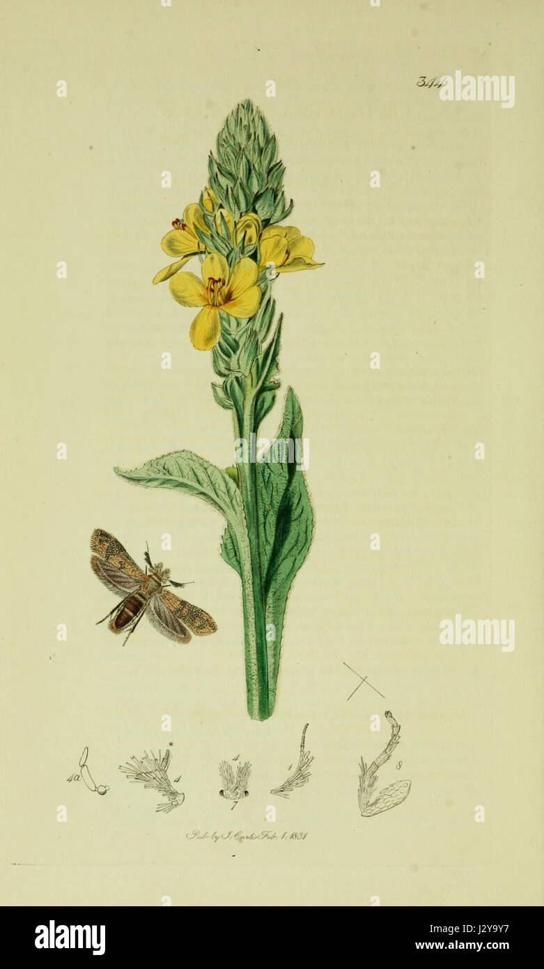 Questo titolo si riferisce alla placca 344 del volume 6 di "British Entomology", un'opera che documenta le specie di insetti britannici, fornendo illustrazioni e descrizioni di varie specie. Foto Stock