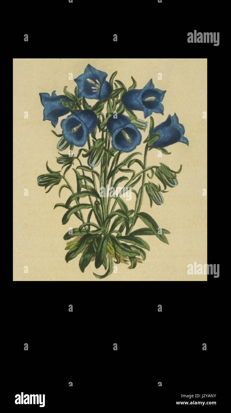 La Campanula alpina è una specie di pianta fiorita originaria delle regioni alpine. Conosciuta per i suoi fiori viola a forma di campana, cresce nelle aree montuose, fiorendo in ambienti freschi e rocciosi. Fa parte della famiglia delle Campanulaceae, apprezzata per il suo valore ornamentale nei giardini. Foto Stock