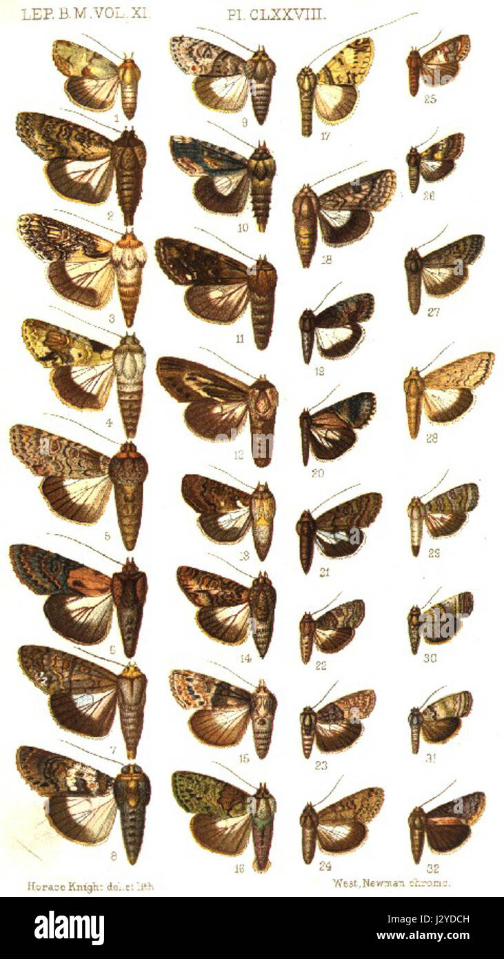 Si riferisce a una piastra specifica di un catalogo, possibilmente correlata a collezioni museali o manufatti storici, identificata come piastra CLXXVIII in un materiale di riferimento. Foto Stock