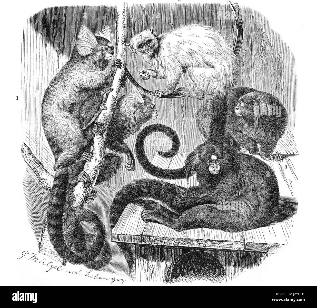 Un disegno scientifico della famiglia Callitrichidae, che include piccole scimmie come le marmosane e i tamarini. Questo disegno mette in evidenza le caratteristiche fisiche e le caratteristiche principali di questi primati, offrendo una panoramica delle loro caratteristiche uniche. Foto Stock