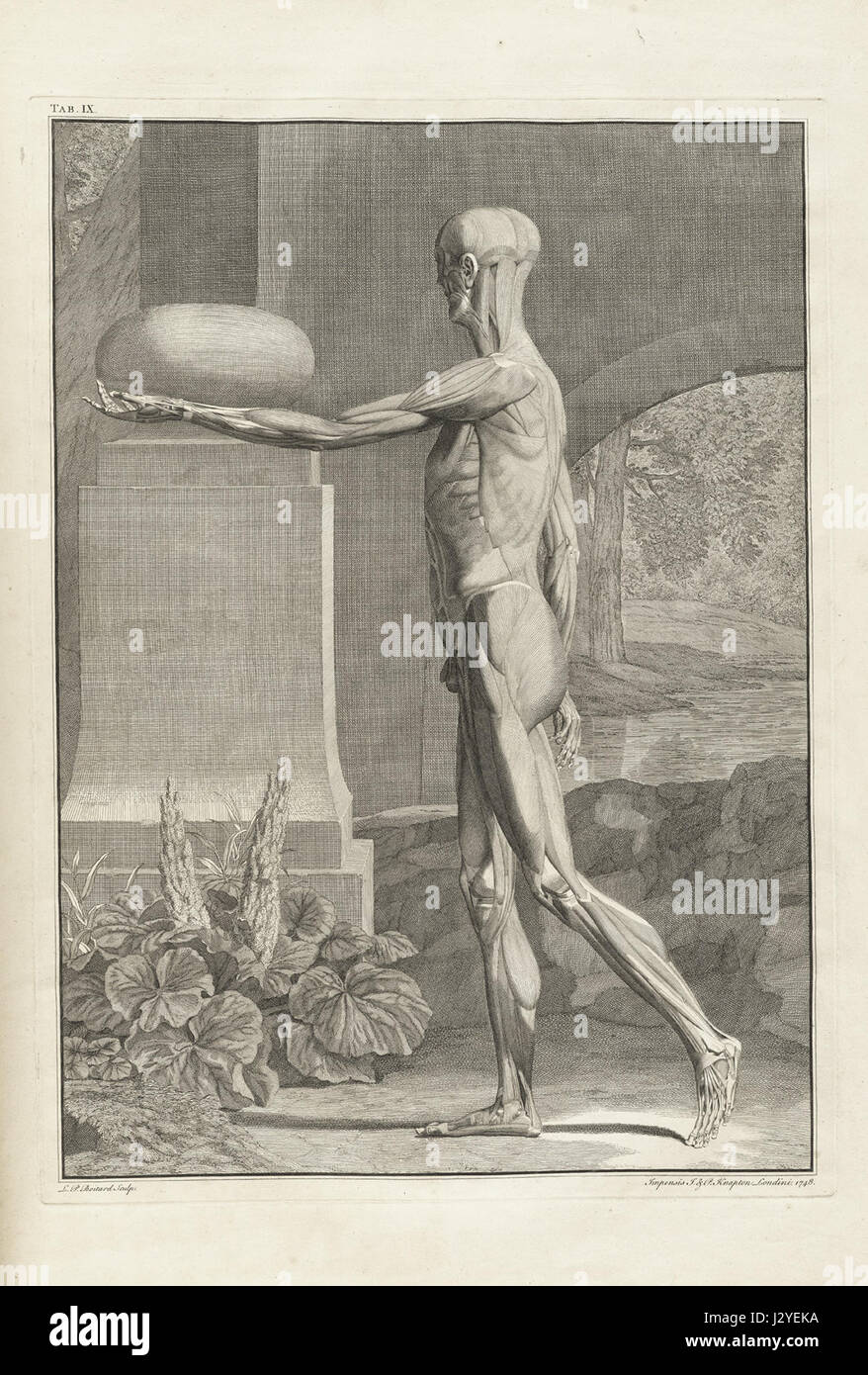 Albinus t0 è un'opera notevole dell'artista, che mostra uno studio dettagliato dell'anatomia. Il pezzo è una rappresentazione chiave dell'arte scientifica del XVIII secolo, concentrandosi sulla forma umana in modo altamente strutturato e metodico. Albinus è noto per le sue precise e realistiche illustrazioni di anatomia che hanno contribuito in modo significativo all'educazione medica. Foto Stock