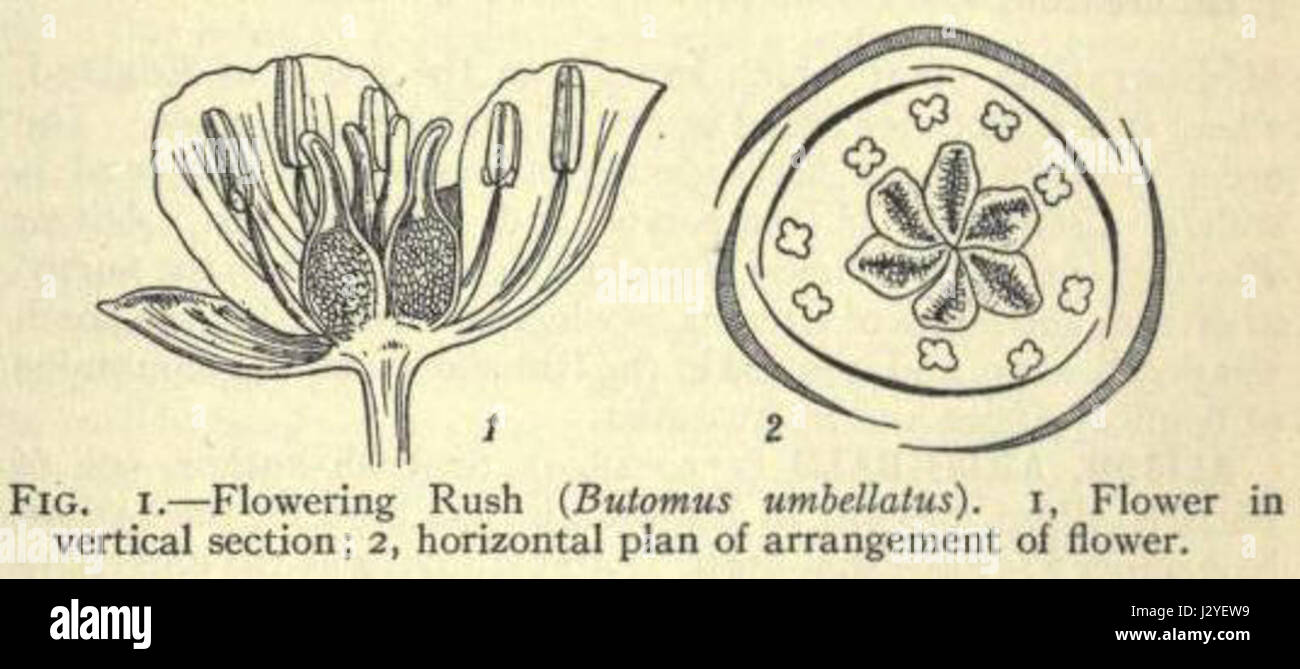 La famiglia Alismaceae, nota anche come famiglia delle piantane d'acqua, comprende piante acquatiche presenti nelle zone umide. Queste piante sono fondamentali per gli ecosistemi di acqua dolce, contribuendo alla biodiversità e alla purificazione dell'acqua. Foto Stock