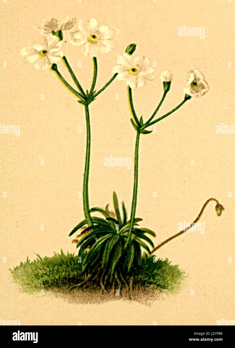 La lactea di Androsace è una specie vegetale originaria delle Alpi, nota per i suoi fiori bianchi. Questo riferimento si riferisce probabilmente alla documentazione botanica di questa specie contenuta nell'"Atlante Alpenflora", una guida floristica delle piante alpine. Foto Stock