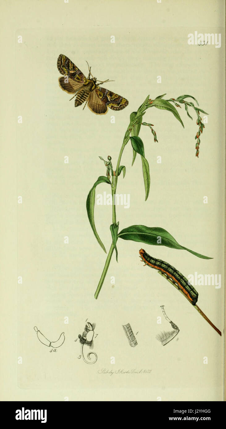 Un piatto del volume 5 di "British Entomology", che mostra illustrazioni di insetti nativi della Gran Bretagna. Foto Stock