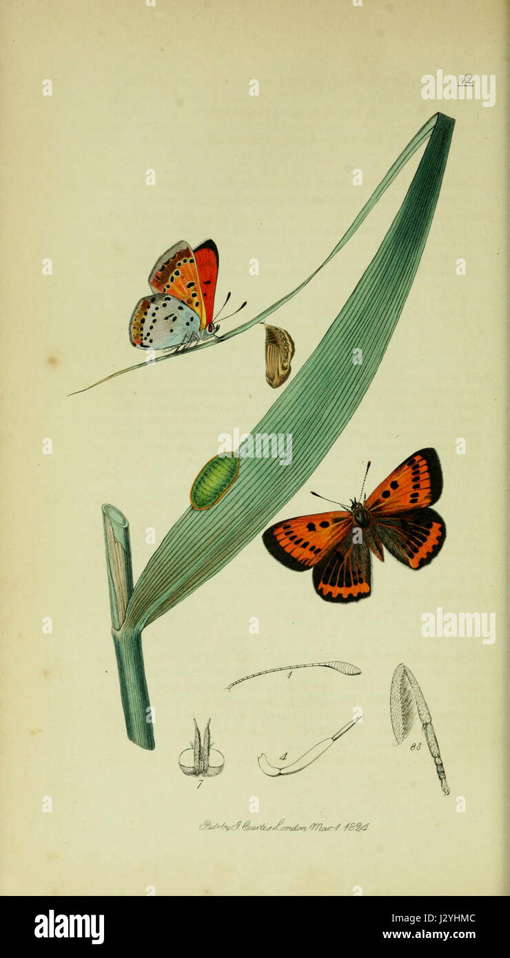 Questa illustrazione tratta da "British Entomology, volume 5, Plate 12" mostra una descrizione dettagliata di vari insetti britannici, concentrandosi sull'identificazione delle specie e sulla ricerca entomologica. Foto Stock