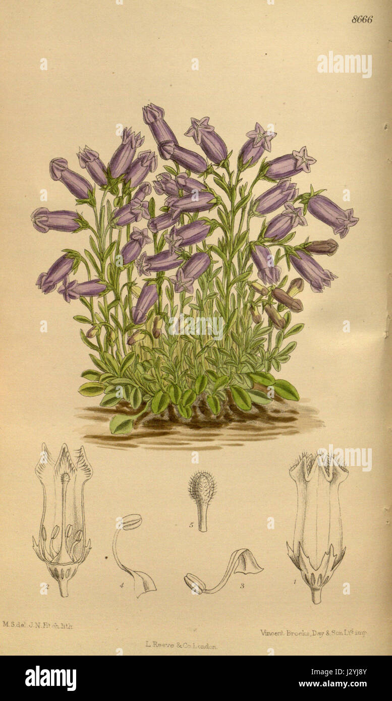 Campanula zoysii, noto anche come Campanflower di Zoys, è una specie di pianta in fiore della famiglia delle Campanulaceae. Originaria delle regioni montuose d'Europa, questa pianta perenne è conosciuta per i suoi fiori blu a forma di campana e la sua preferenza per gli ambienti rocciosi e alpini. Foto Stock