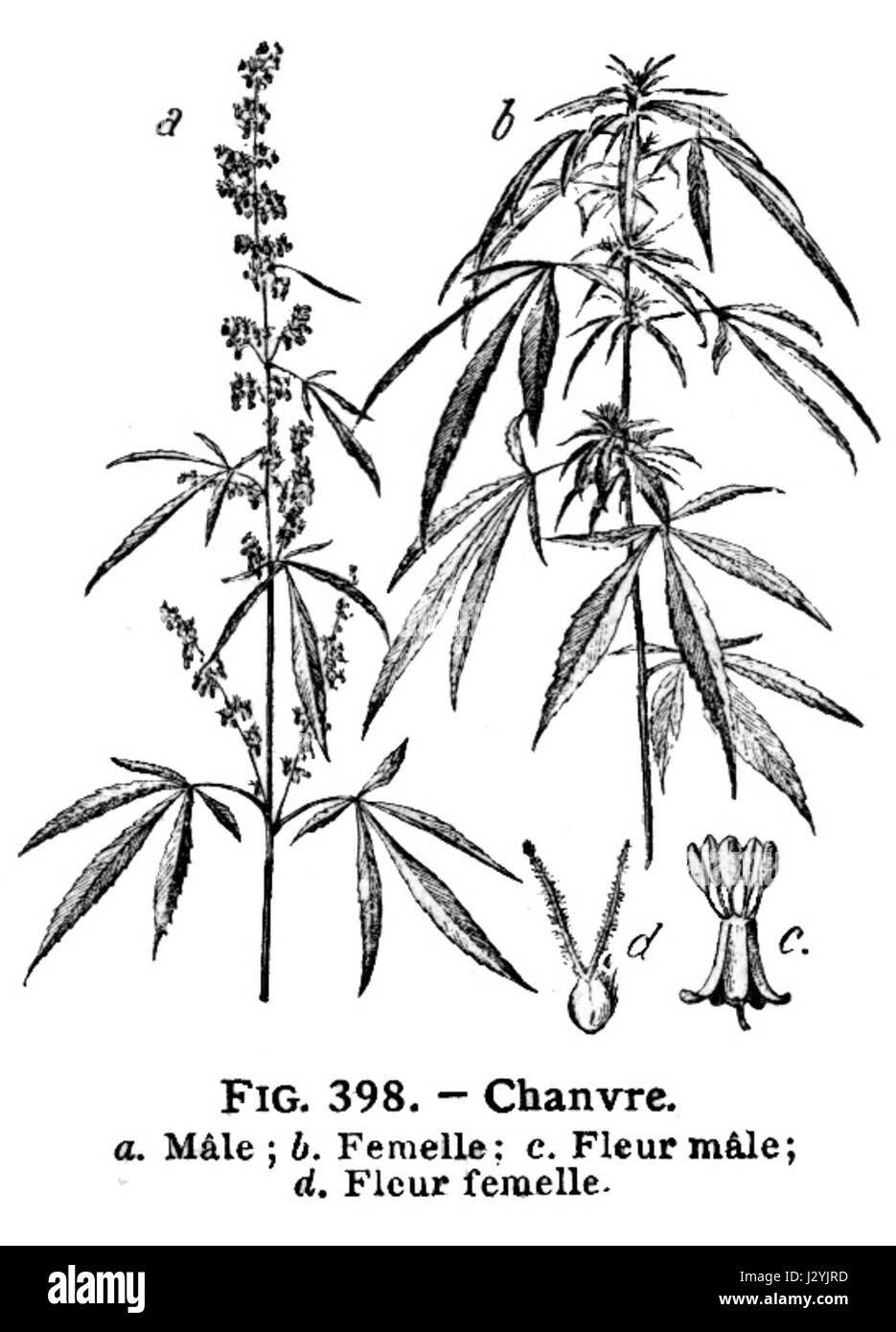 Questo si riferisce a un termine medico o voce trovato nel dizionario *Larousse Medical*, concentrandosi sulla pianta *Cannabis sativa* (chanvre), in particolare le sue applicazioni mediche. Può esplorare l'uso della cannabis in contesti terapeutici o medicinali. Foto Stock