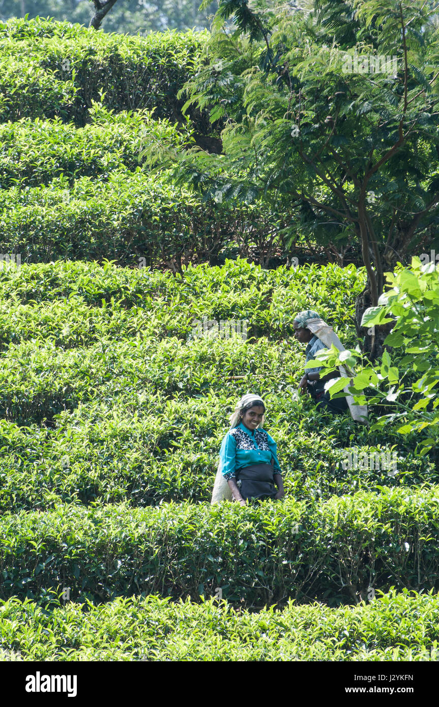 Bella dello Sri Lanka Tea lavoratore in posa nella terrazza del tè Foto Stock