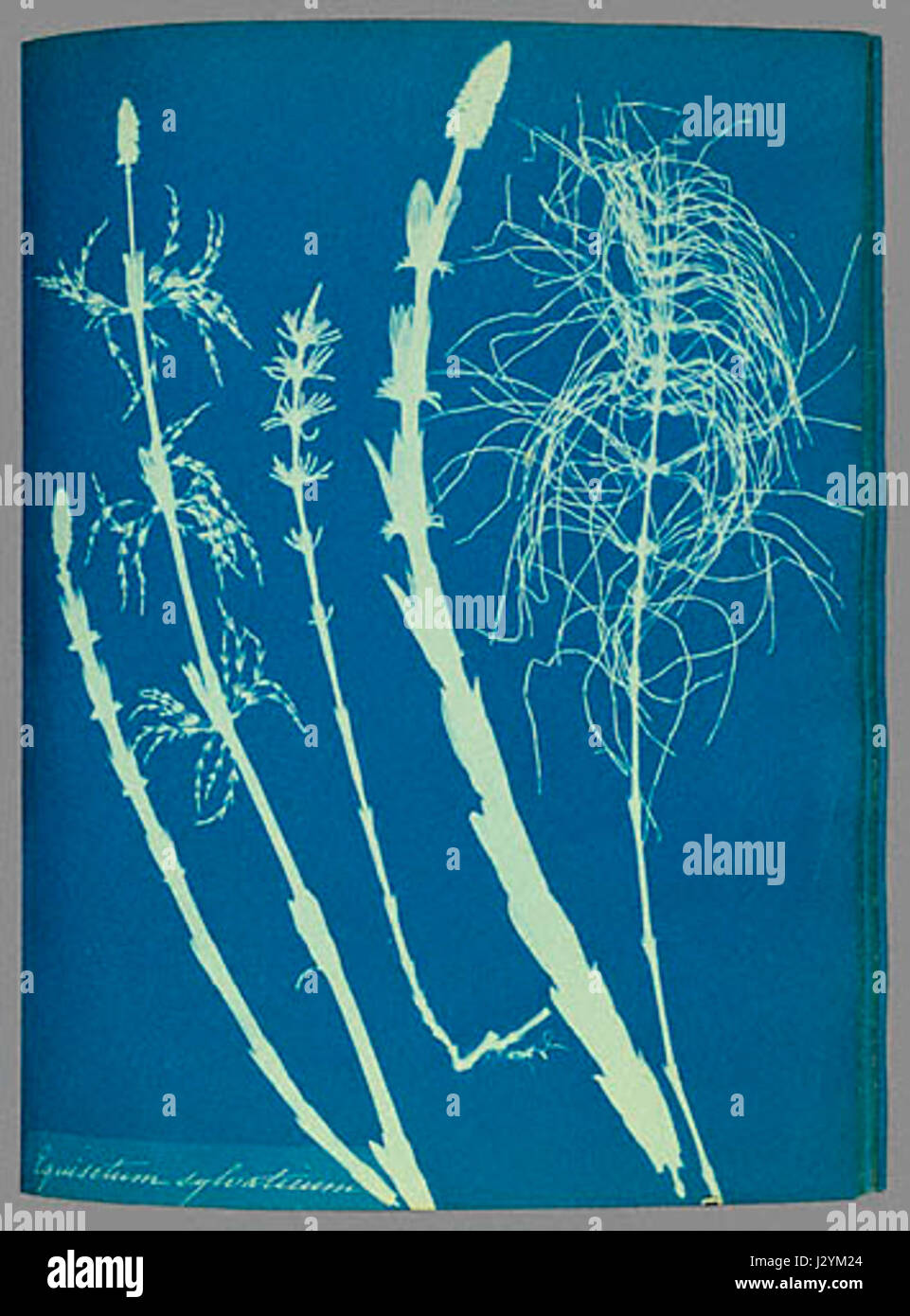 Anna Atkins woodhorsetail cyanotype Foto Stock