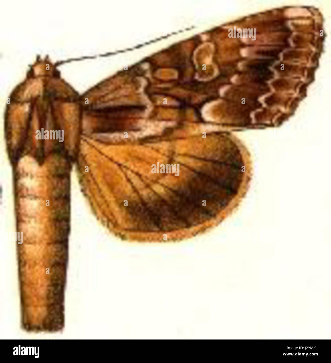 Andropolia maxima si riferisce a una specie o genere specifico all'interno di una classificazione biologica, che probabilmente descrive un grande organismo o una caratteristica notevole di una particolare specie animale o vegetale. Foto Stock