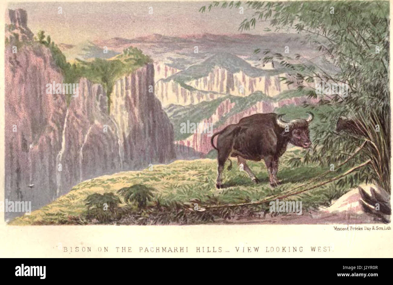 Il bisonte di Pachmarhi, situato in India, è un simbolo della fauna selvatica e della biodiversità naturale della regione. Questi maestosi animali fanno parte del ricco paesaggio ecologico di Pachmarhi. Foto Stock