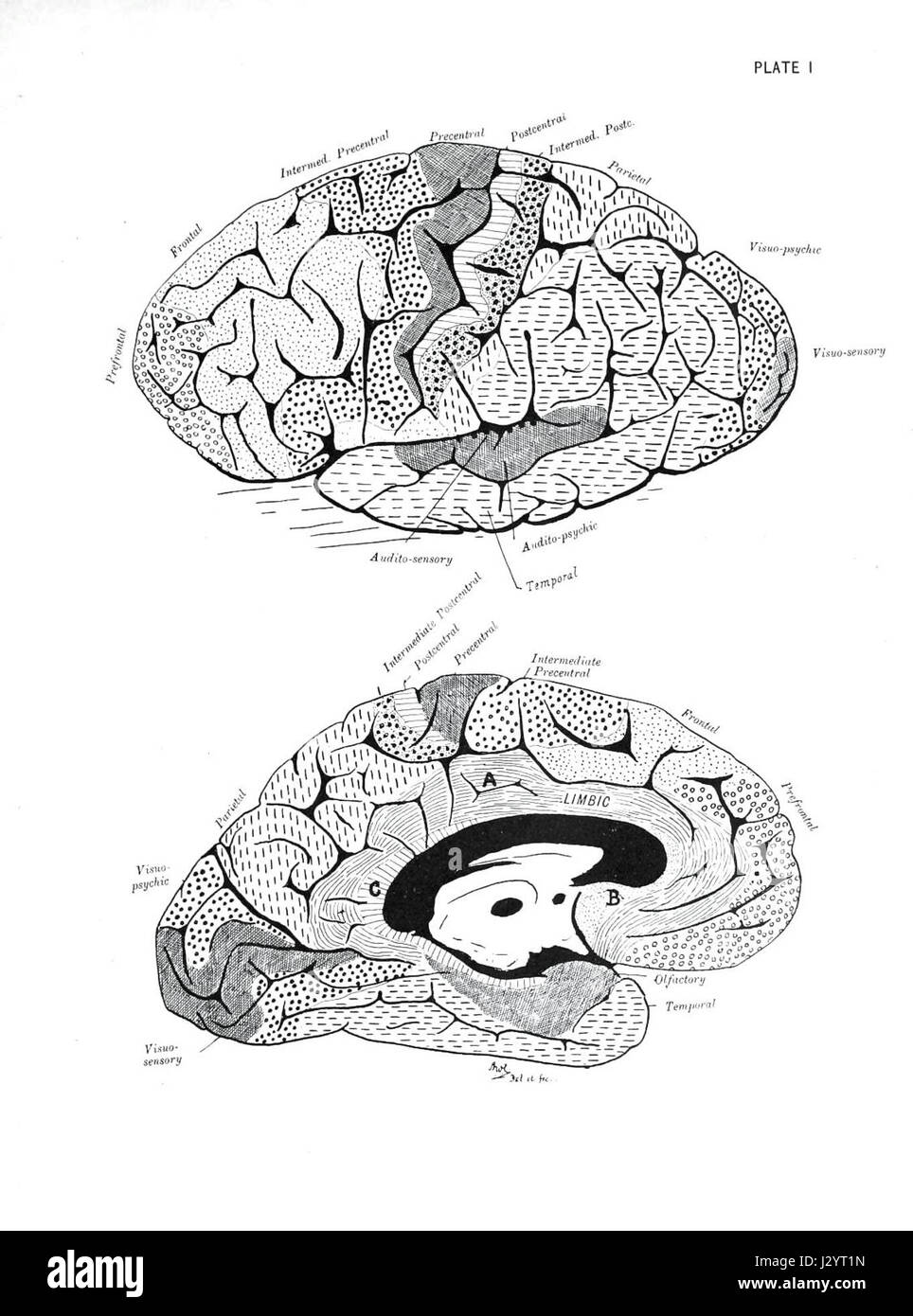 Una targa tratta dagli studi istologici di Campbell AW sulla localizzazione della funzione cerebrale, che mostra le caratteristiche anatomiche dettagliate del cervello in relazione alle funzioni cognitive. Foto Stock