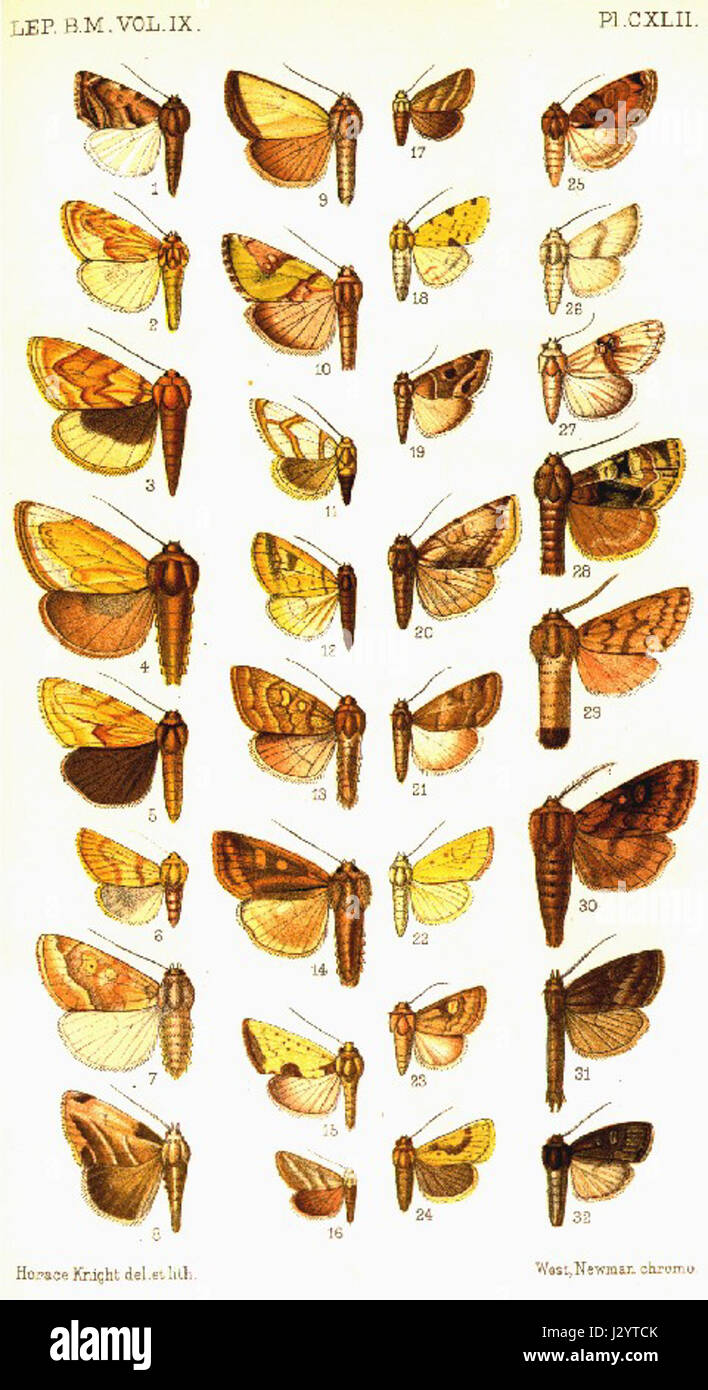 Il "Catalogo BM-Plate CXLII" è un riferimento a una specifica targhetta di catalogo del British Museum, che descrive i manufatti e gli oggetti storici relativi alle sue collezioni. Foto Stock