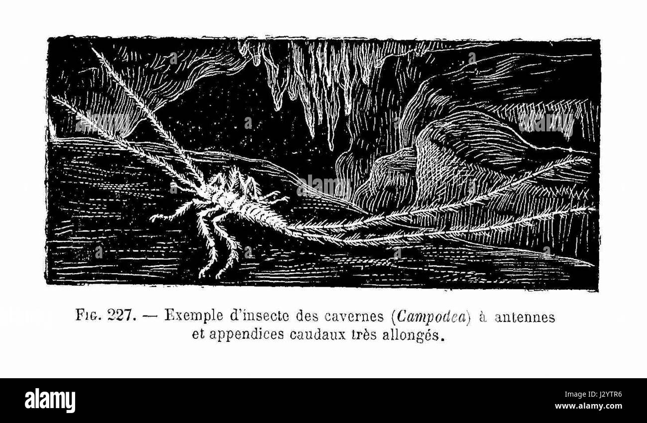 Il termine "Campodca" si riferisce a una specie specifica di insetto che abita nelle grotte, nota per i suoi adattamenti alla vita sotterranea. Questi insetti sono studiati per la loro biologia unica, che include caratteristiche come gli occhi ciechi e i sensi potenziati adatti agli ambienti bui. Foto Stock