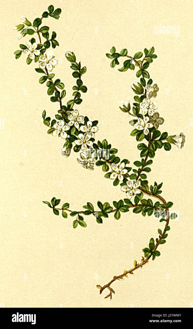 L'arenaria biflora, una specie vegetale originaria delle Alpi, è presente nell'Atlante Alpenflora, una guida completa alla flora alpina. La specie è riconosciuta per i suoi piccoli fiori bianchi e per l'adattabilità agli ambienti ad alta quota. Foto Stock