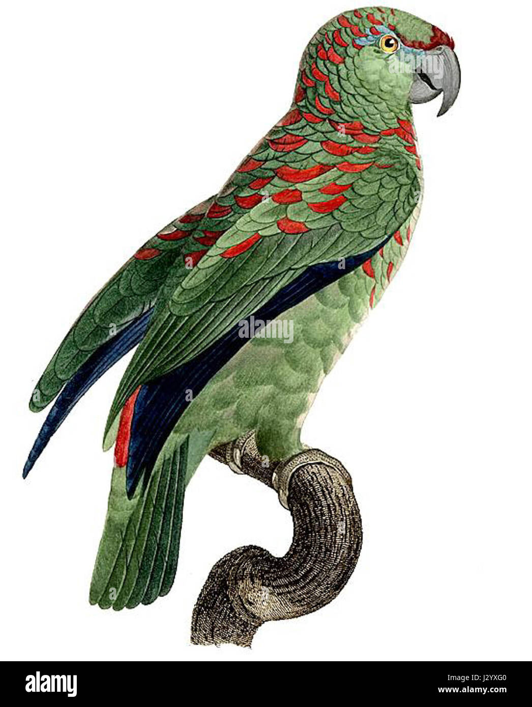Amazona festiva, comunemente conosciuta come l'Amazzonia festiva, è una vivace specie di uccelli illustrata dall'artista francese Jacques Barraband. E' originario del Sud America ed e' conosciuto per il suo piumaggio colorato e l'aspetto suggestivo. Foto Stock